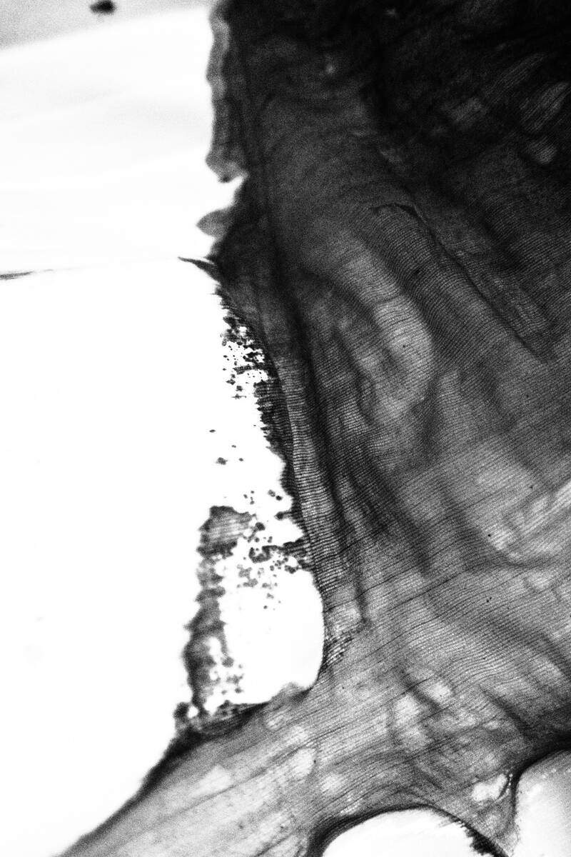 Plantain Inking 芭蕉的泼墨