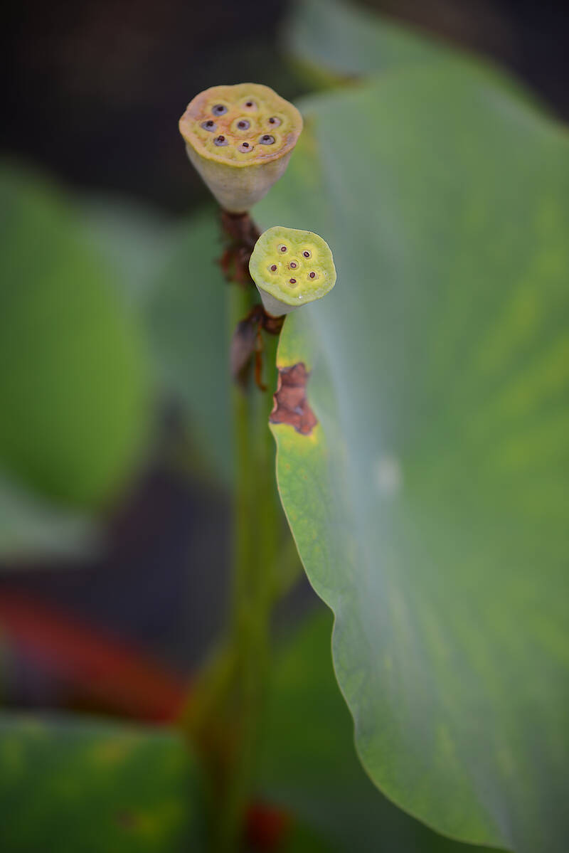 Lotus Life 荷的一生