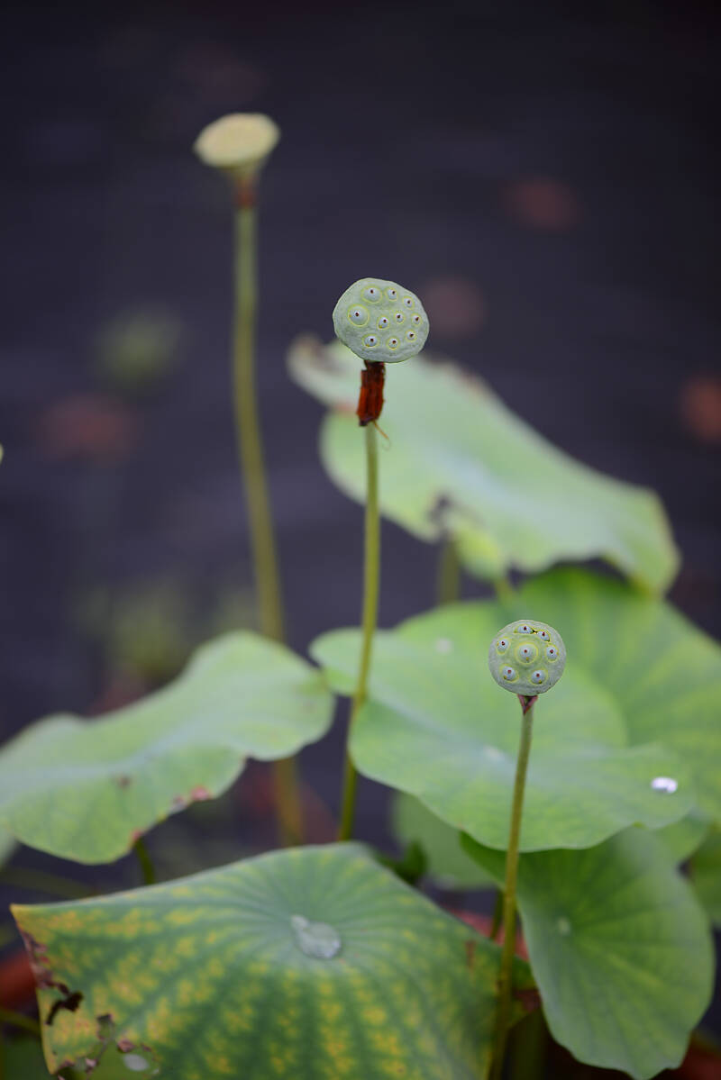 Lotus Life 荷的一生