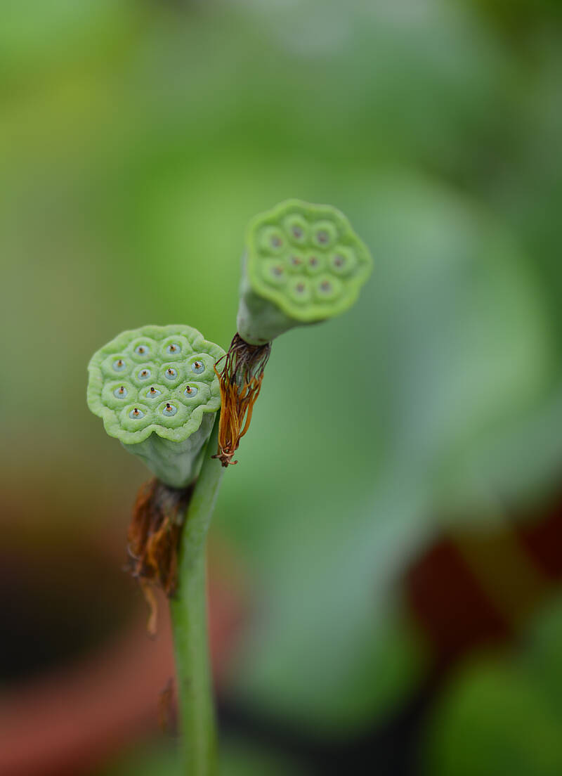 Lotus Life 荷的一生