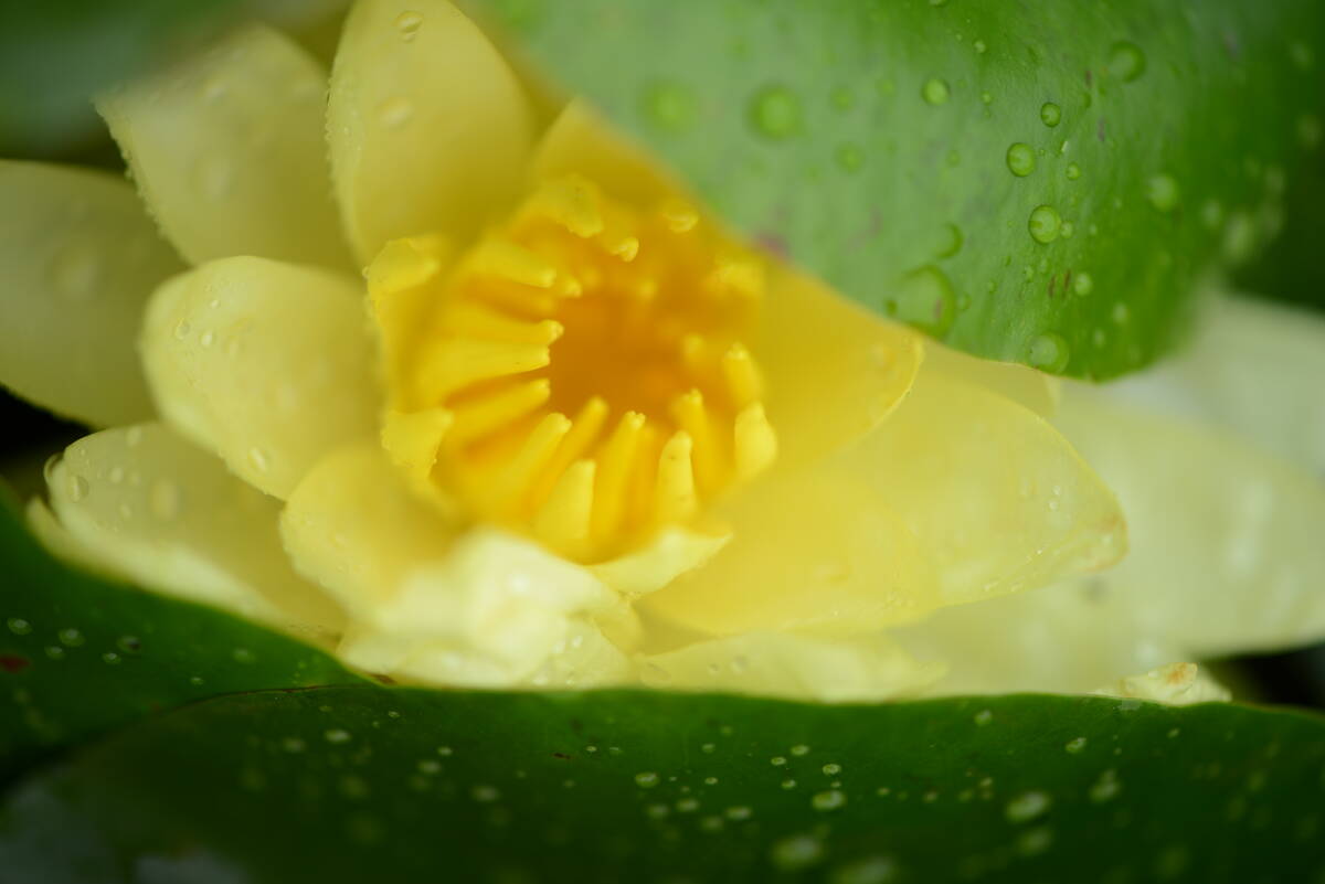 Lotus Life 荷的一生