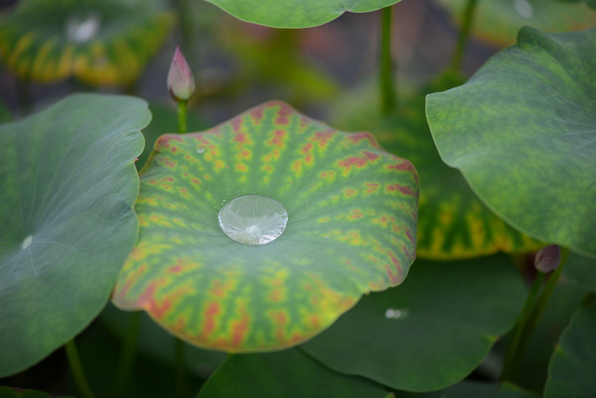 Lotus Life 荷的一生