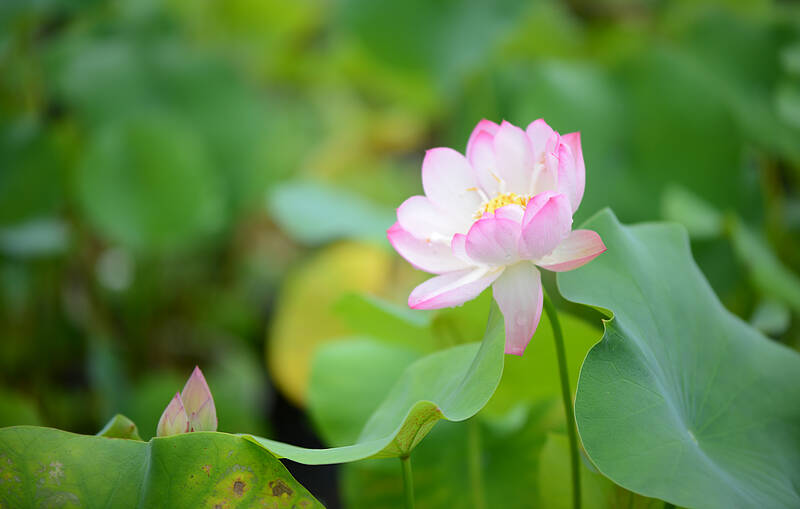 Lotus Life 荷的一生