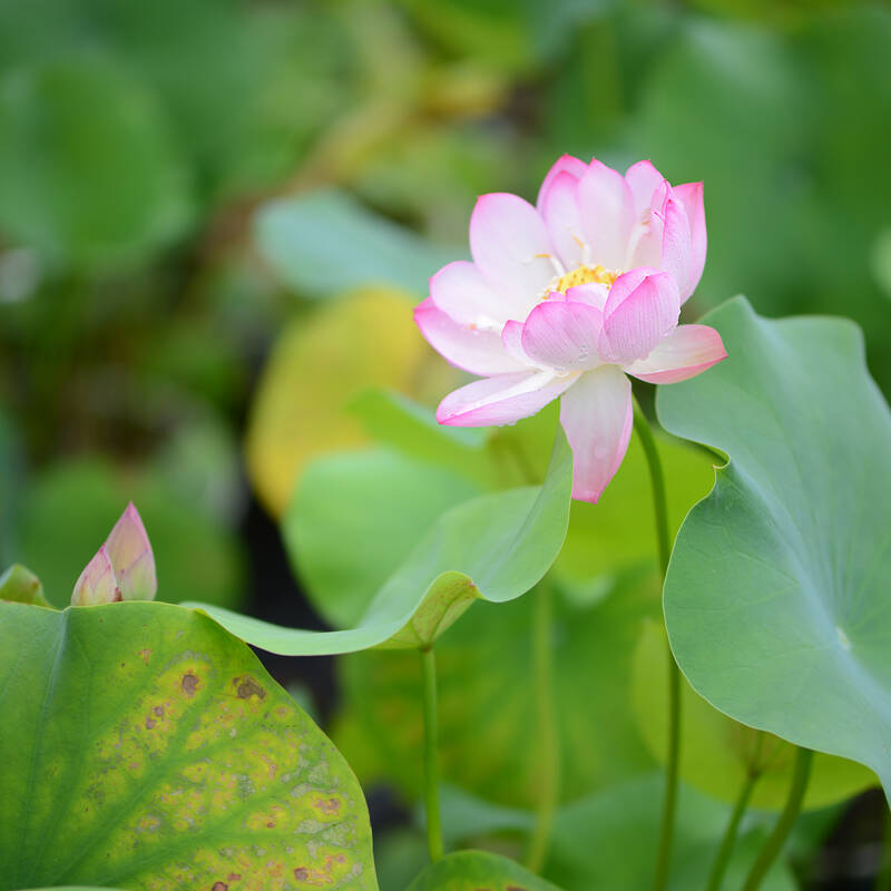 Lotus Life 荷的一生