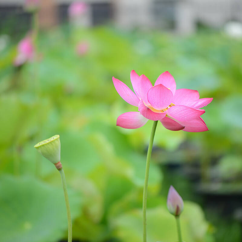 Lotus Life 荷的一生