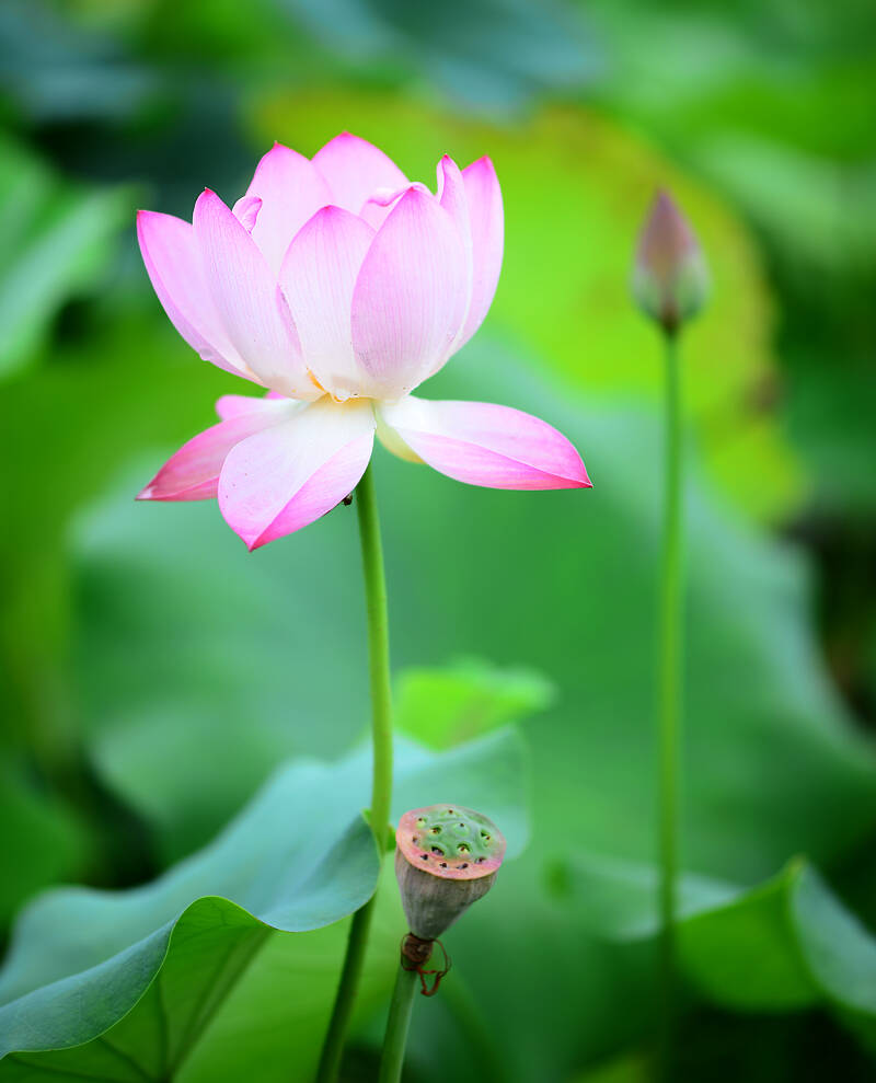 Lotus Life 荷的一生