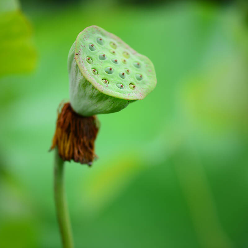 Lotus Life 荷的一生