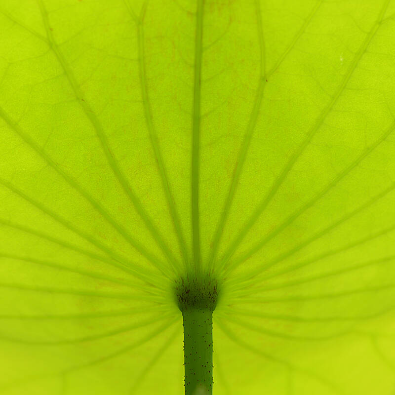 Lotus Life 荷的一生