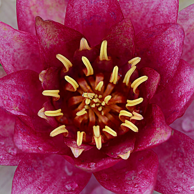 Lotus Life 荷的一生