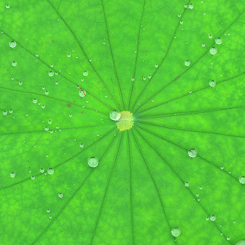 Lotus Life 荷的一生
