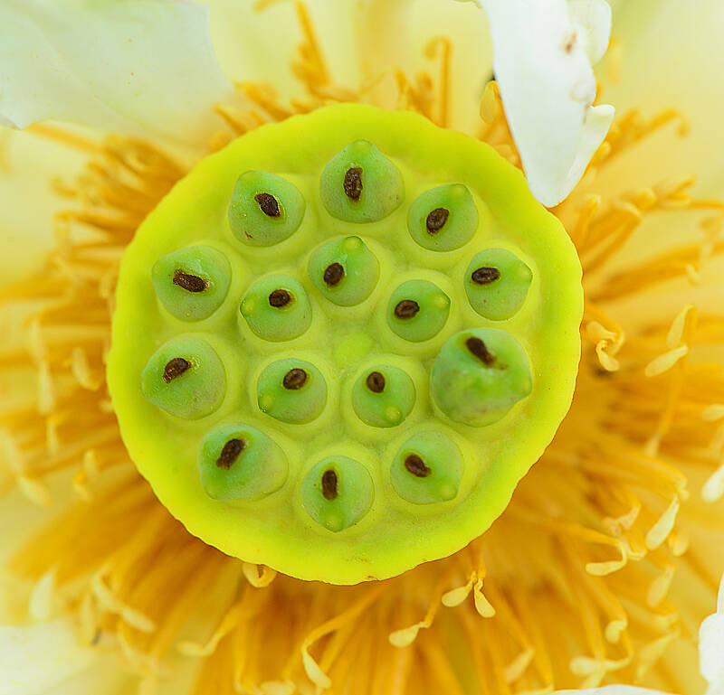 Lotus Life 荷的一生