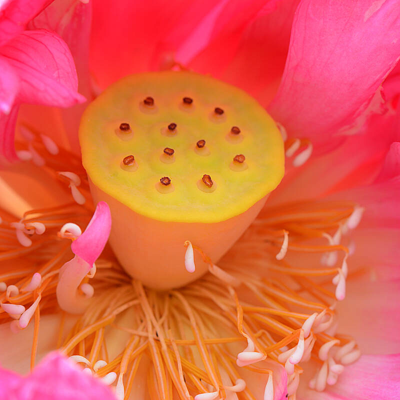 Lotus Life 荷的一生