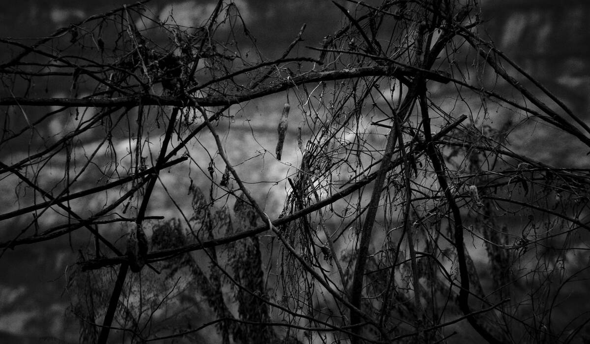 Seasons of Fissures 四野皆是魂