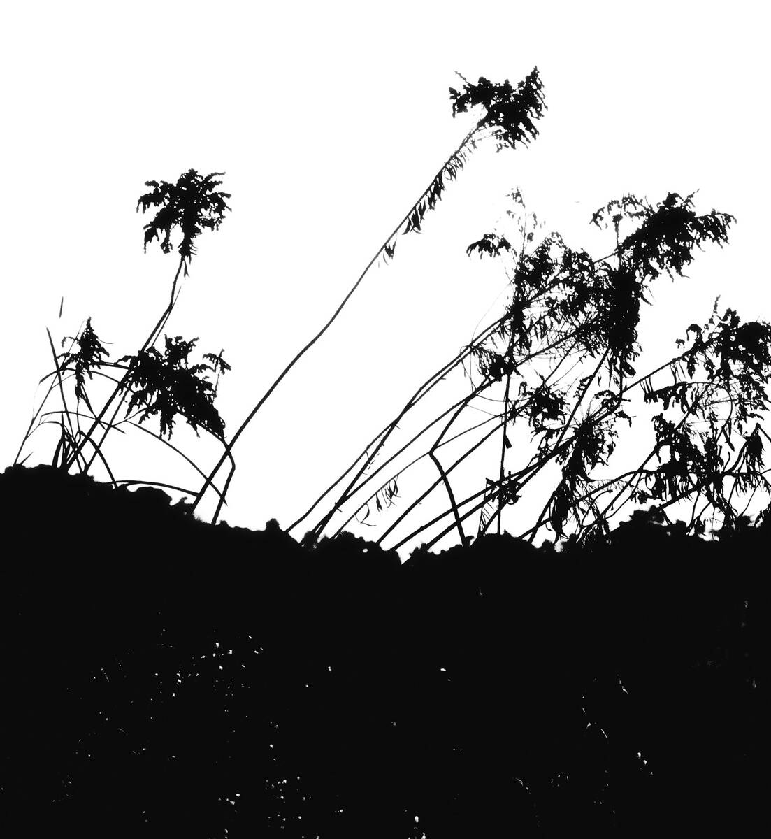 Seasons of Fissures 四野皆是魂