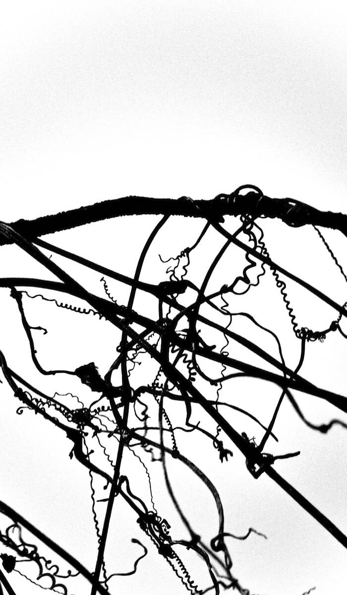 Seasons of Fissures 四野皆是魂