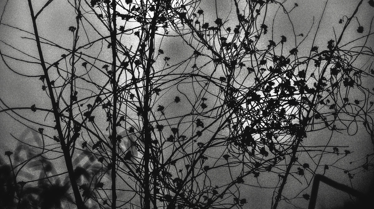 Seasons of Fissures 四野皆是魂