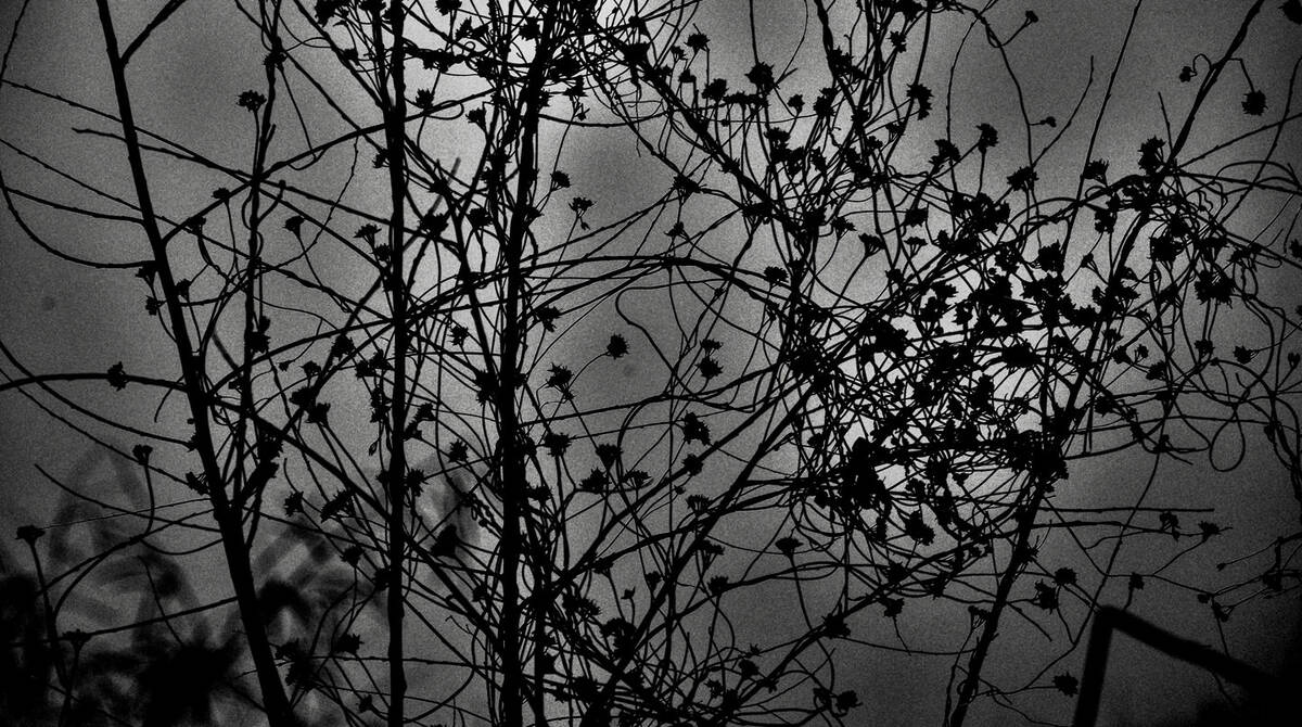 Seasons of Fissures 四野皆是魂