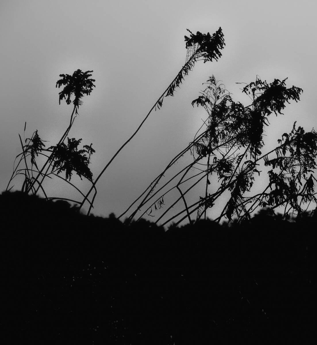 Seasons of Fissures 四野皆是魂