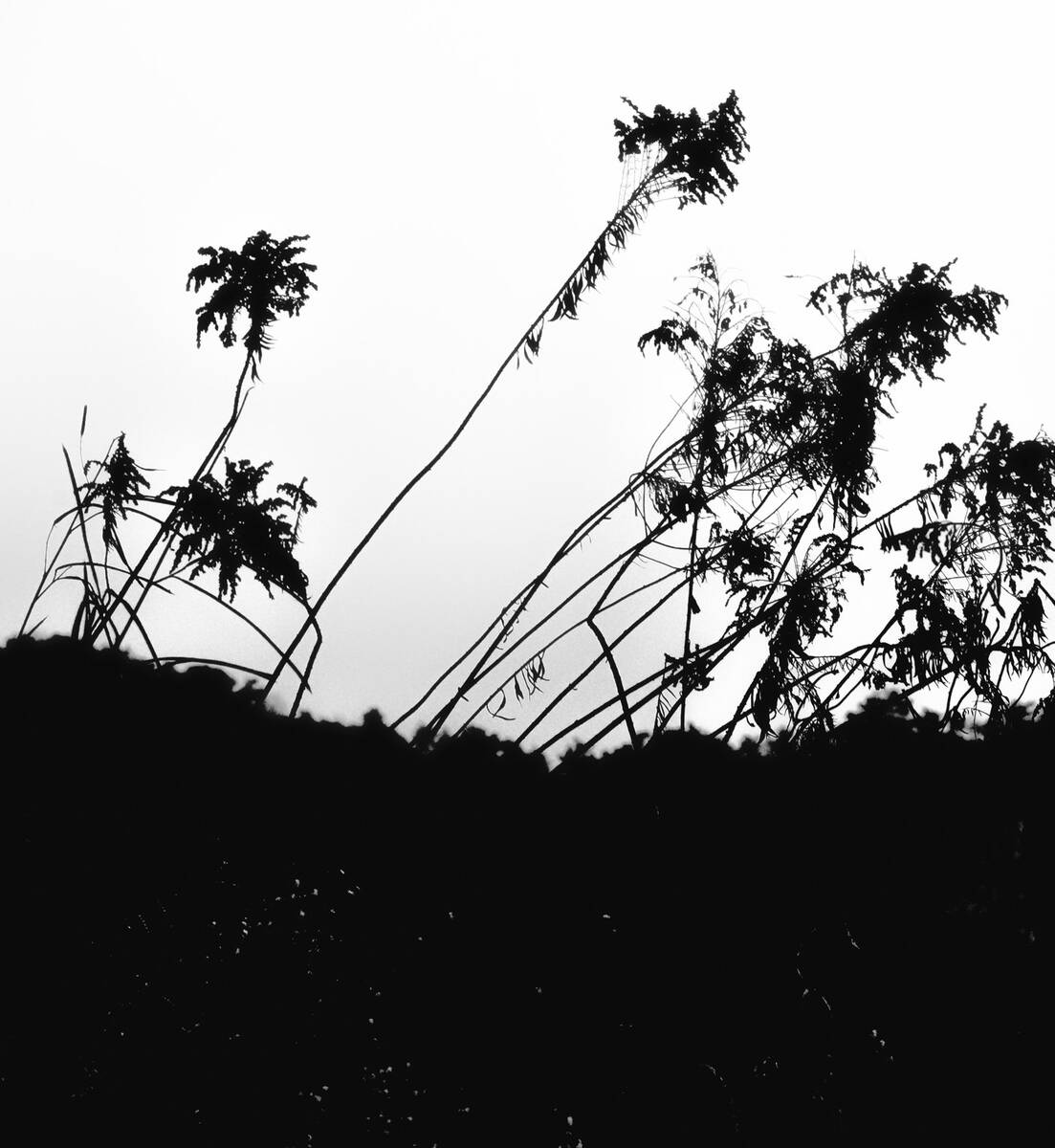 Seasons of Fissures 四野皆是魂
