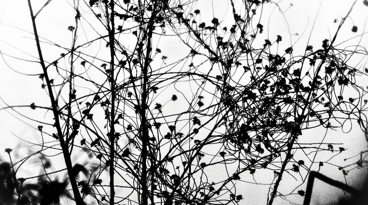 Seasons of Fissures 四野皆是魂