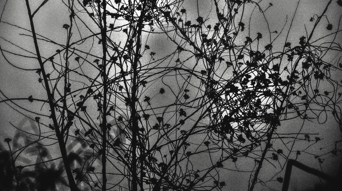 Seasons of Fissures 四野皆是魂