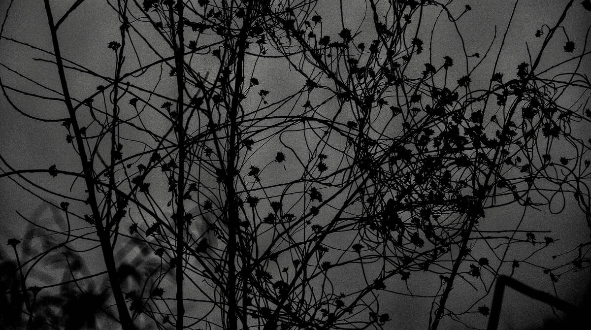 Seasons of Fissures 四野皆是魂