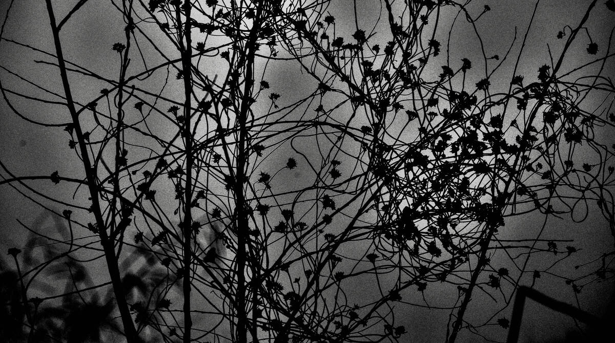 Seasons of Fissures 四野皆是魂