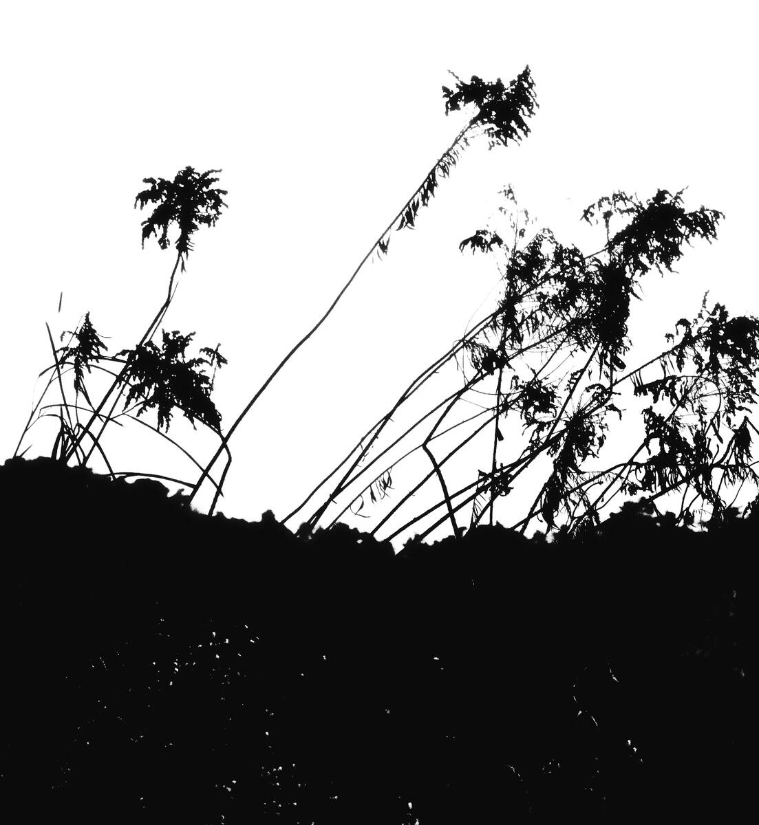 Seasons of Fissures 四野皆是魂