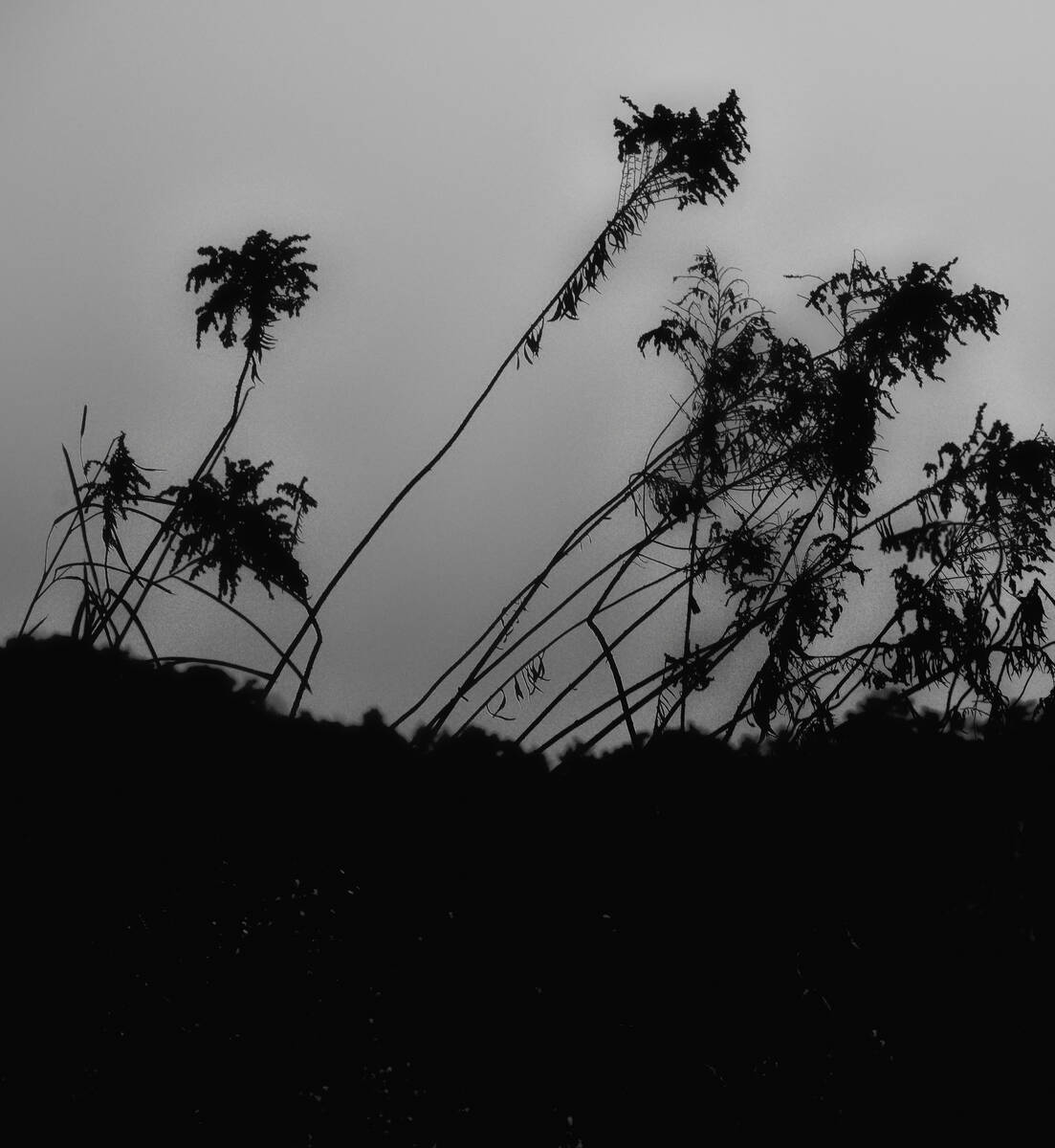 Seasons of Fissures 四野皆是魂