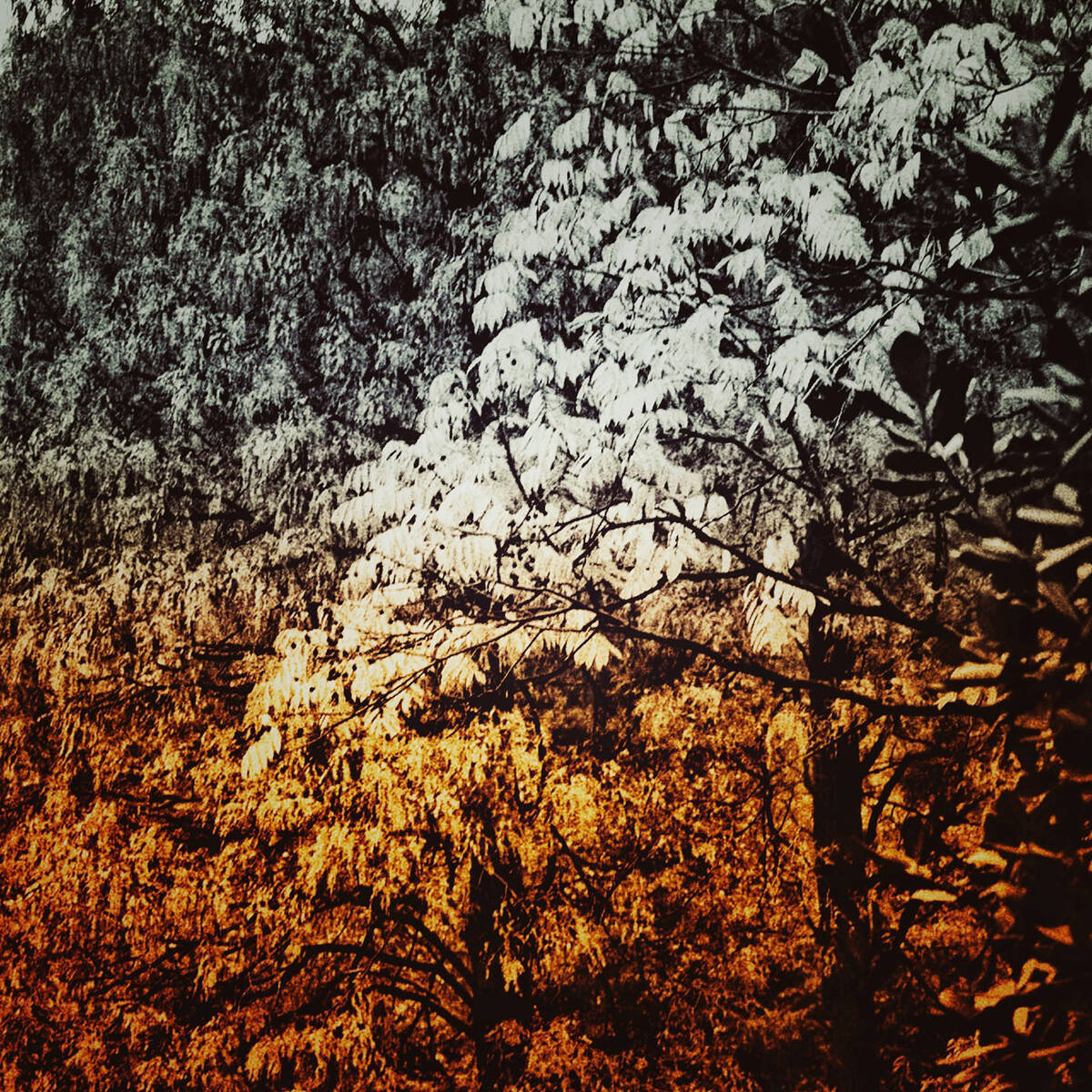 Autumnal Farewells 留秋