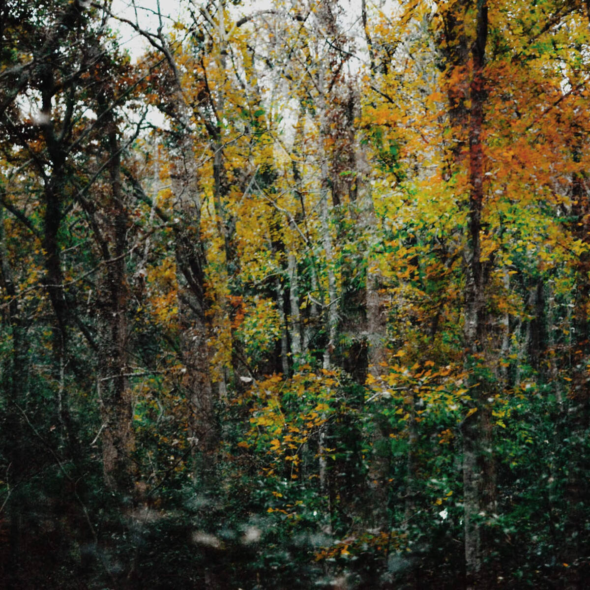 Autumnal Farewells 留秋