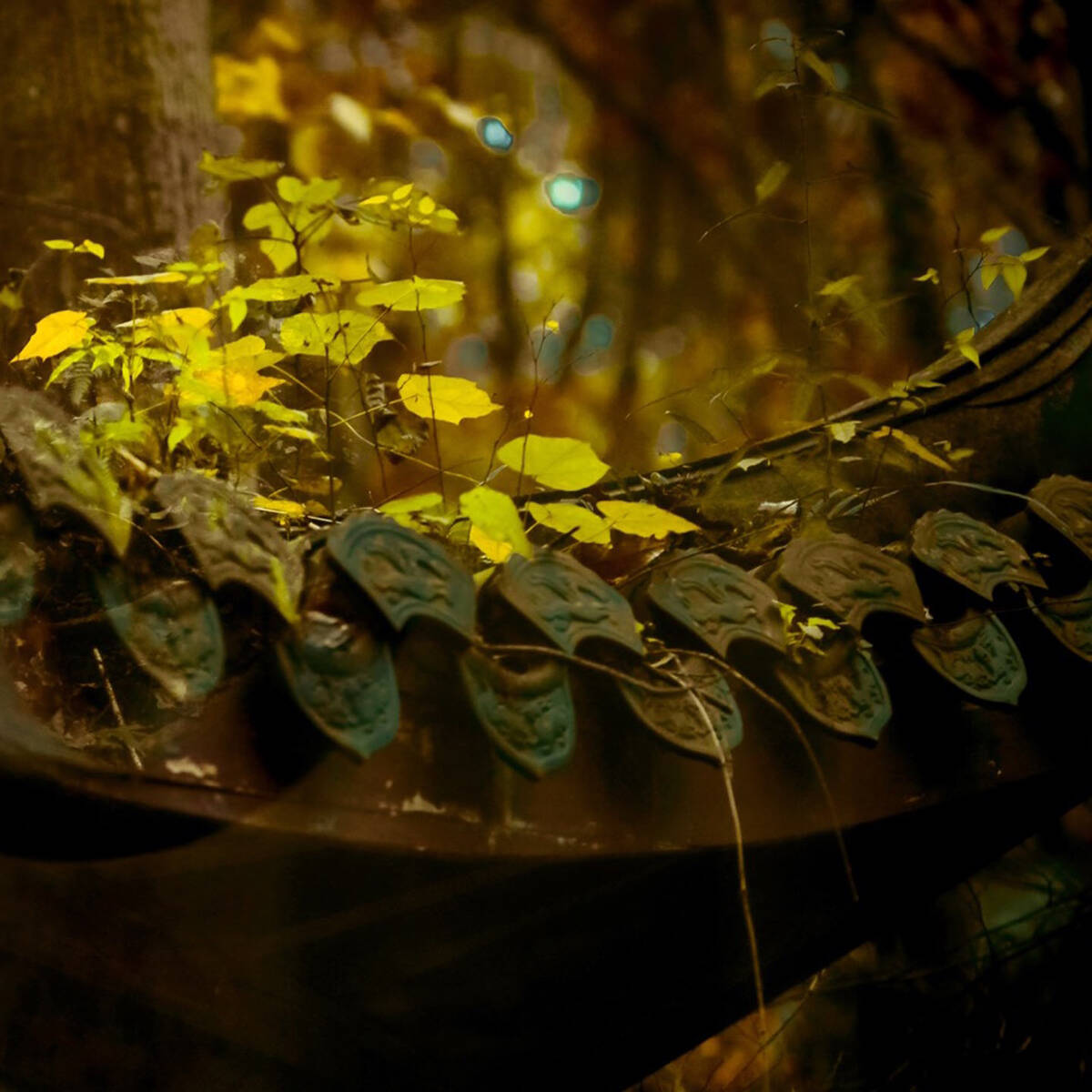 Autumnal Farewells 留秋