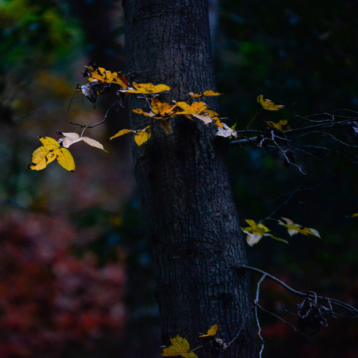 Autumnal Farewells 留秋