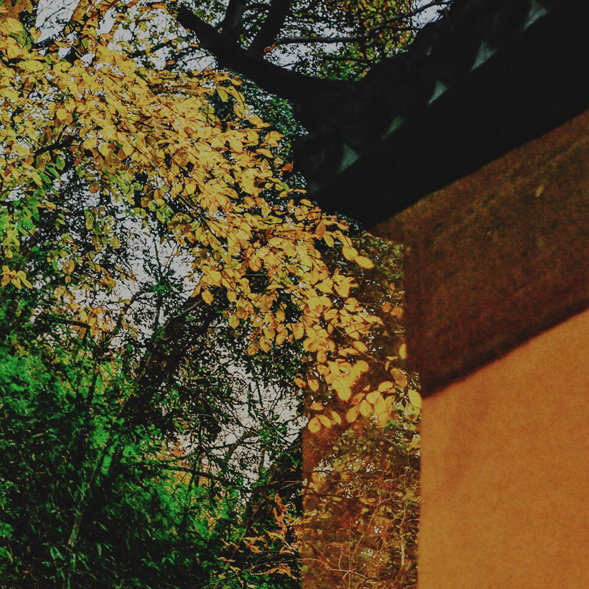 Autumnal Farewells 留秋