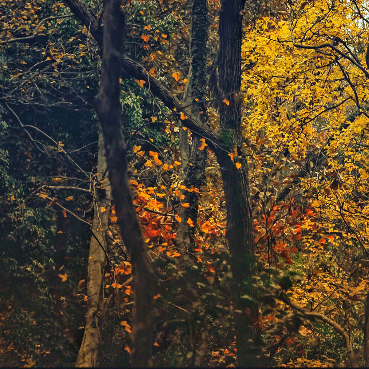 Autumnal Farewells 留秋