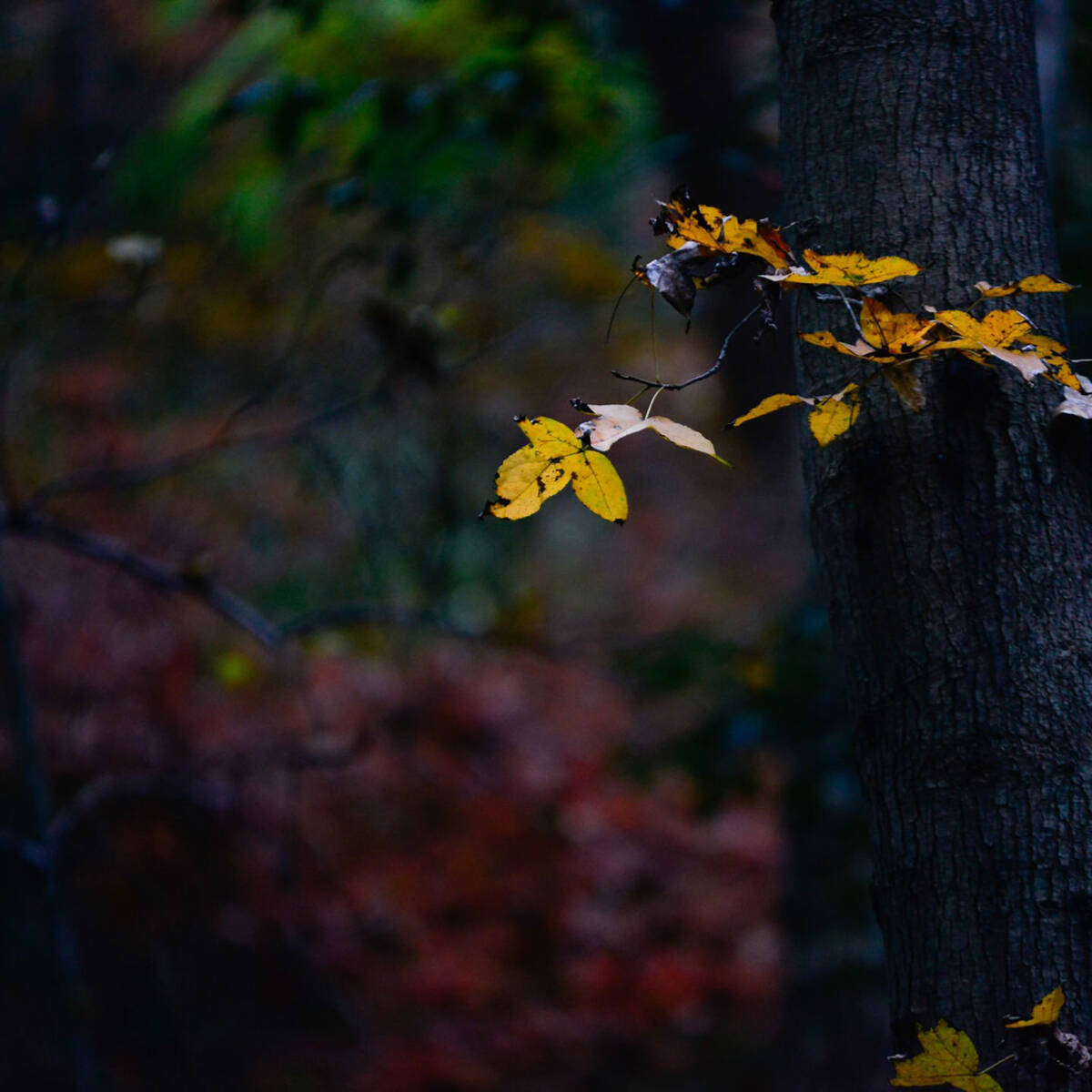 Autumnal Farewells 留秋