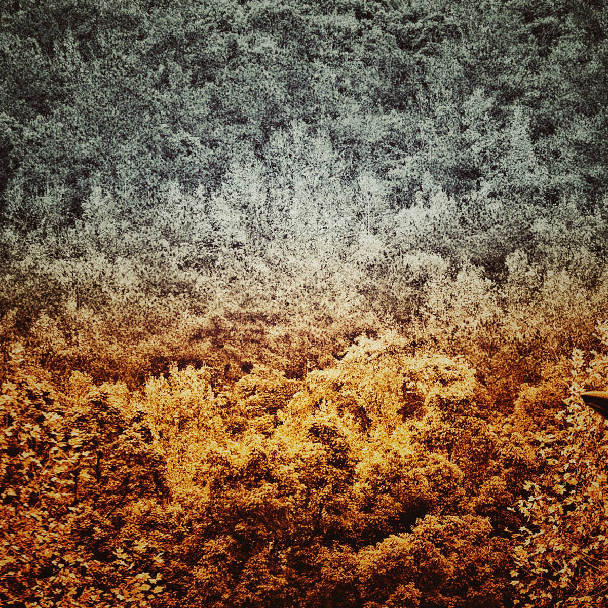 Autumnal Farewells 留秋