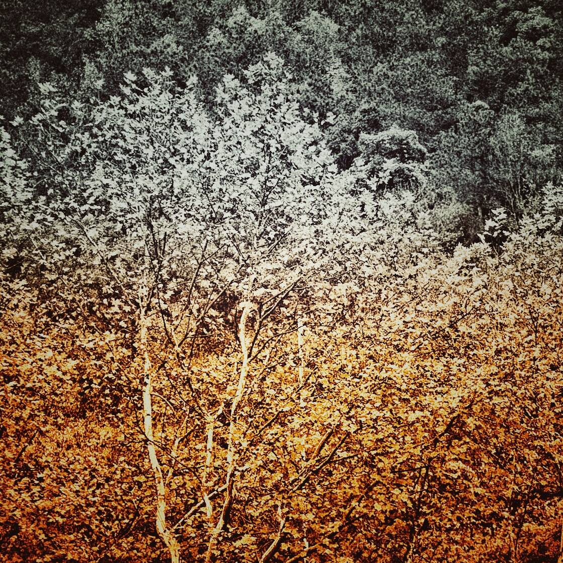 Autumnal Farewells 留秋