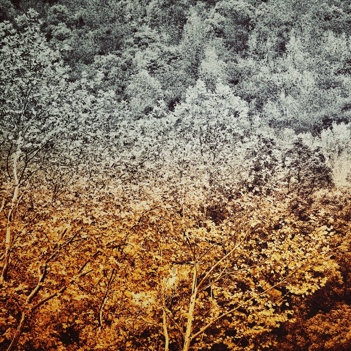Autumnal Farewells 留秋