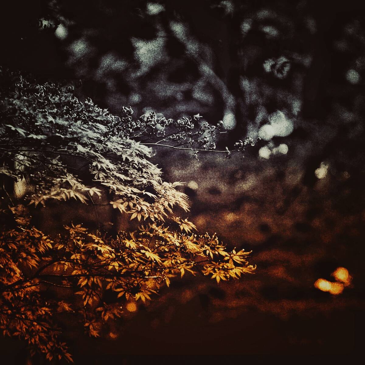 Autumnal Farewells 留秋