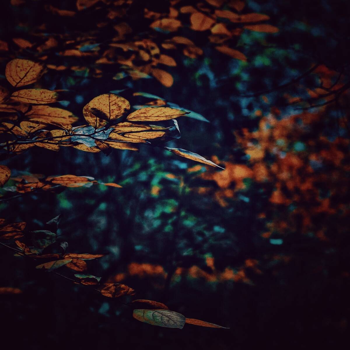 Autumnal Farewells 留秋
