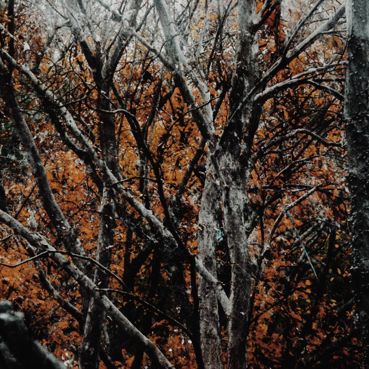 Autumnal Farewells 留秋