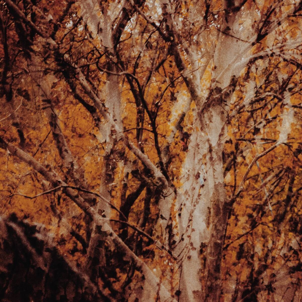 Autumnal Farewells 留秋