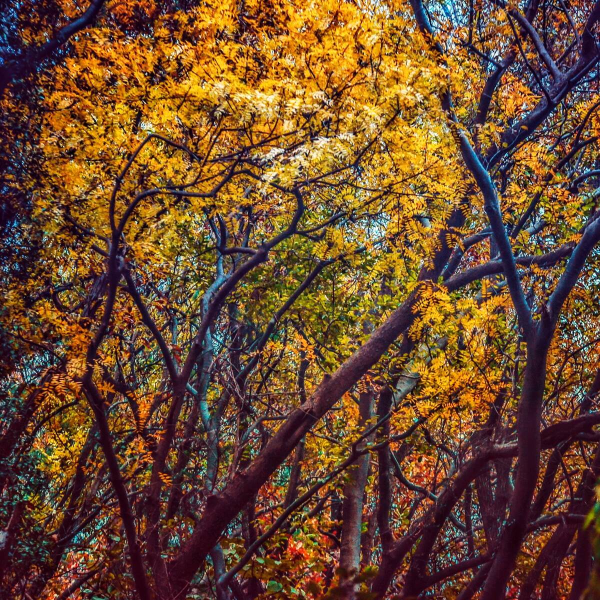 Autumnal Farewells 留秋