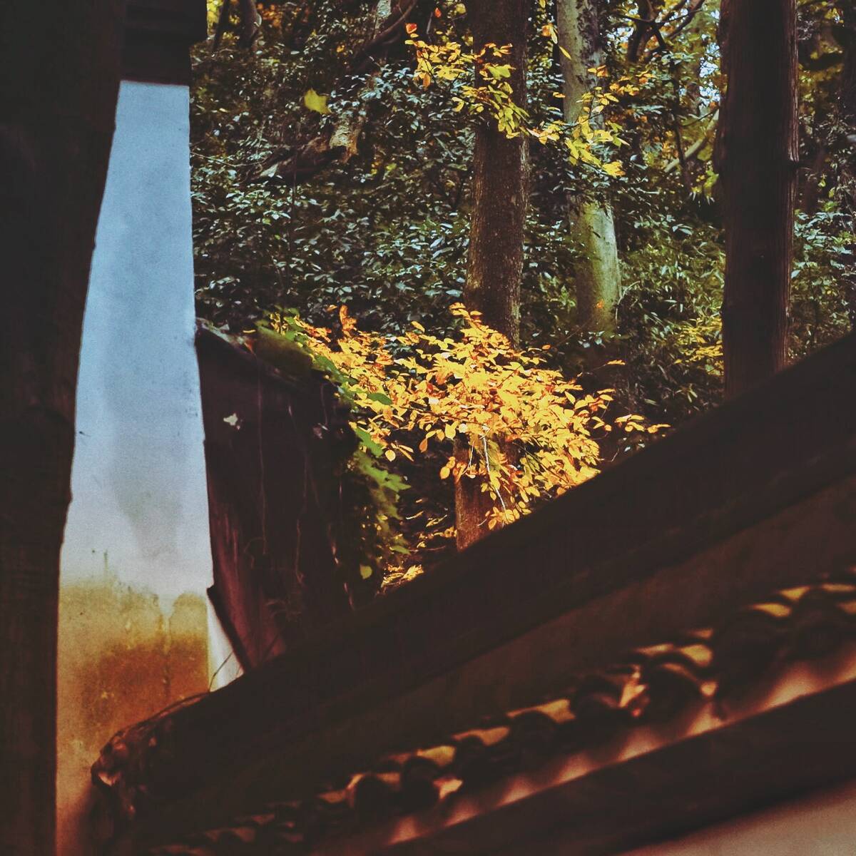 Autumnal Farewells 留秋