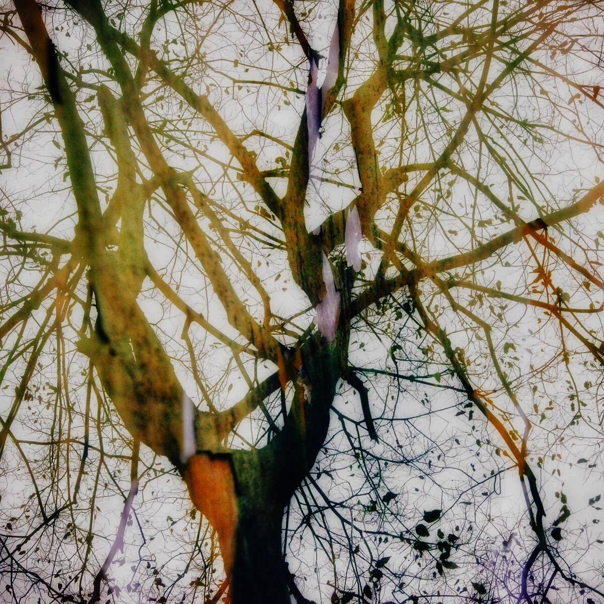 Autumnal Farewells 留秋