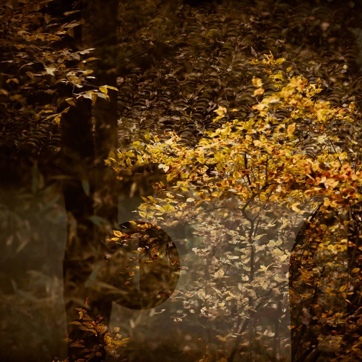 Autumnal Farewells 留秋