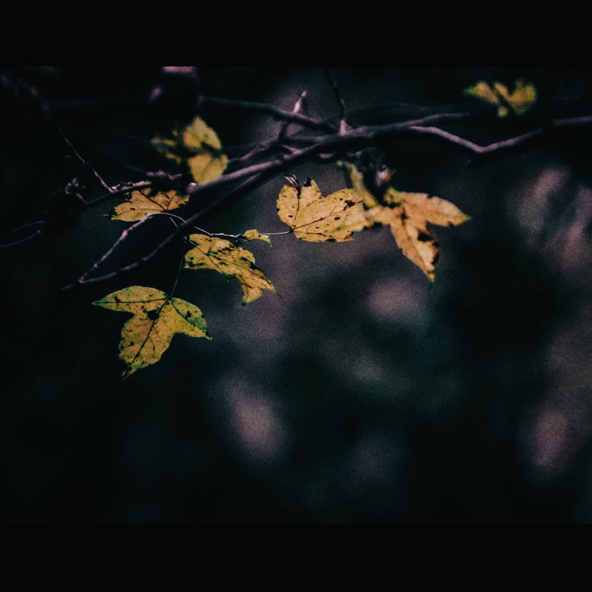 Autumnal Farewells 留秋