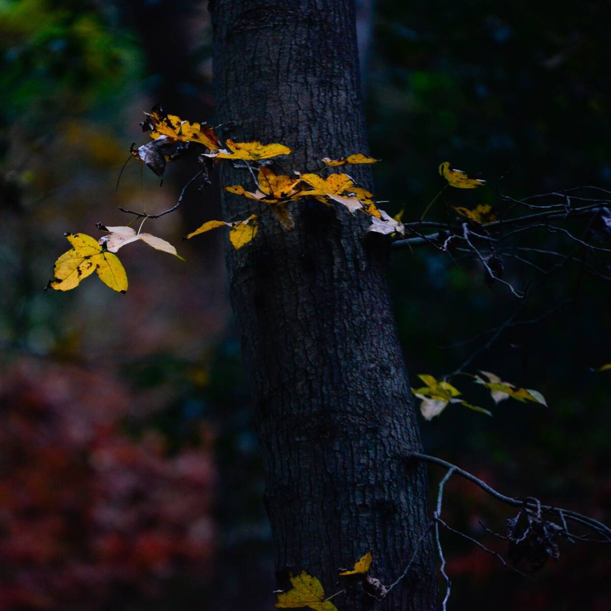 Autumnal Farewells 留秋