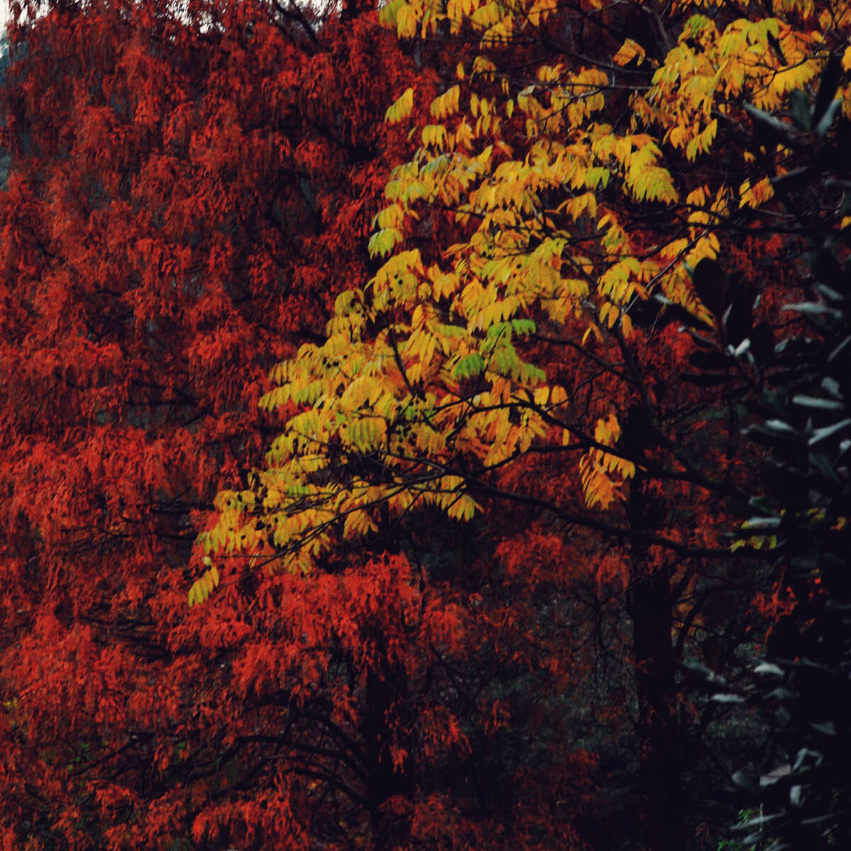 Roaring Flames of Autumn 烈焰 • 集